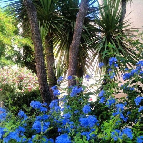 Les fleurs Bleues.jpg